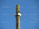 depositphotos_8415418-A-Telegraph-Pole-against-Blue-Sky.jpg