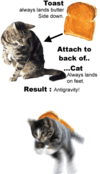 funny-cat-toast-antigravity.gif