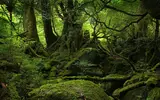 Fantasy-Green-Forest-Wallpaper-3.webp