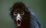 surprised-black-spider-monkey-funny-animal-picture.webp