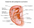 orecchie-anatomia.jpg