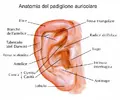 orecchie-anatomia.webp