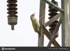 depositphotos_181601909-stock-photo-gray-headed-woodpecker-sitting-metal.jpg