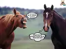 Horse_Play.webp
