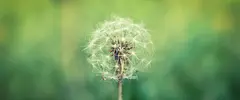 dandelion_seeds-wallpaper-5120x2160.webp