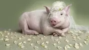 Piggy, wedding ring, petals.webp