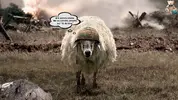 Sheep attack!.webp