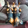 twin-weiner-dogs.webp