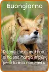 immagine-buongiorno-simpatica-con-frase-320x473.webp