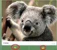 koala.webp koala.webp
