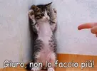 animali frasi divertenti non lo faccio più.webp