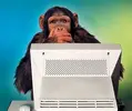 geek-monkey.webp