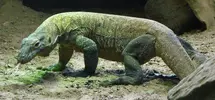 Komodo_Dragon.webp
