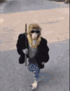 monkey-gangster-monkey.gif monkey-gangster-monkey.gif