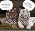 tigre e candeggina.webp