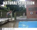 naturalselection.webp