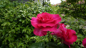 rosa1.webp