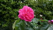 rosa2.webp