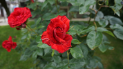 rosa3.webp