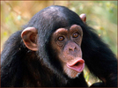 monkey hd wallpapers 12.webp