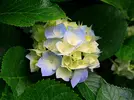 Hydrangeas.webp Hydrangeas.webp