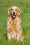 golden-retriever-20.webp