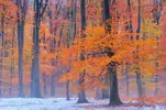20121003183744_bartocha_first_snow_in_beech_forest.webp