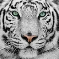 WhiteTiger