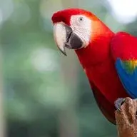 El_Parrot