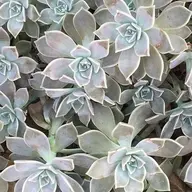 Echeveria