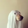 Ghostlu