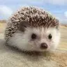 SiepeAssassina