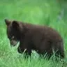 Piccolo Orso