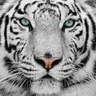 WhiteTiger