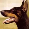 Dobermann.Ita