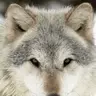 pako73