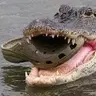 CrocCroc
