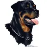 Rott