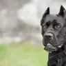 Ares_CaneCorso