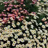 Andry_174