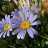 Agatea