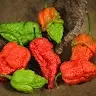 AncientPepper