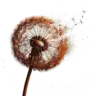 Rusty Dandelion