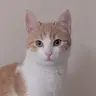 Meneel