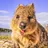 The_Happy_Quokka